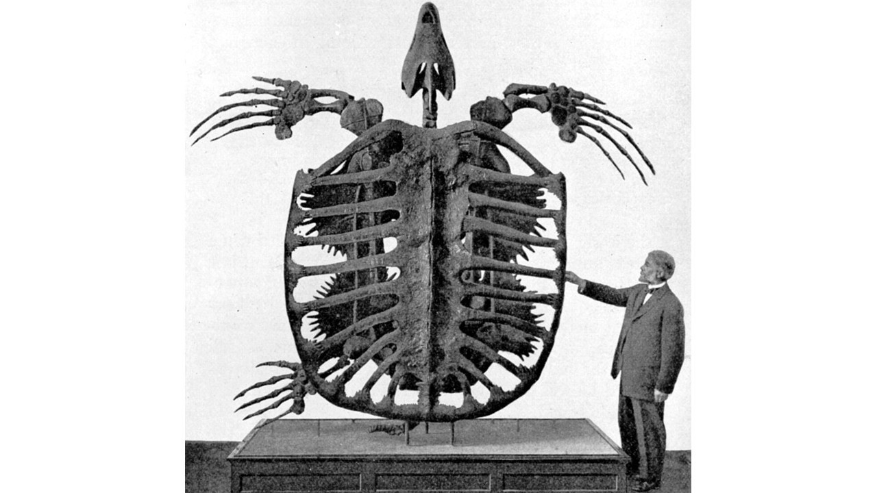 okyanuslarin tarih oncesi devlerinden yeni surpriz WDfETqRD