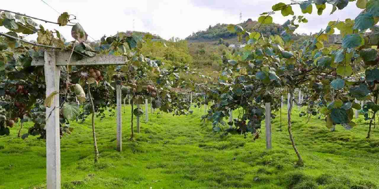 4 bin ton rekolte bekleniyor kilogram fiyati belli oldu SiKybfre.jpg