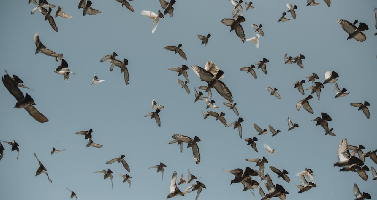 kuslarin tuhaf hareketleri icin buyuk felaket uyarisi h4ucTCN3