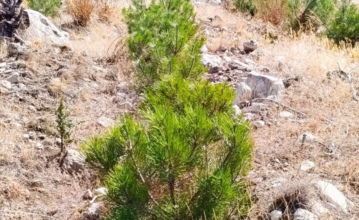 nallihanda 2 milyon fidan dikimi iAOIwYAd