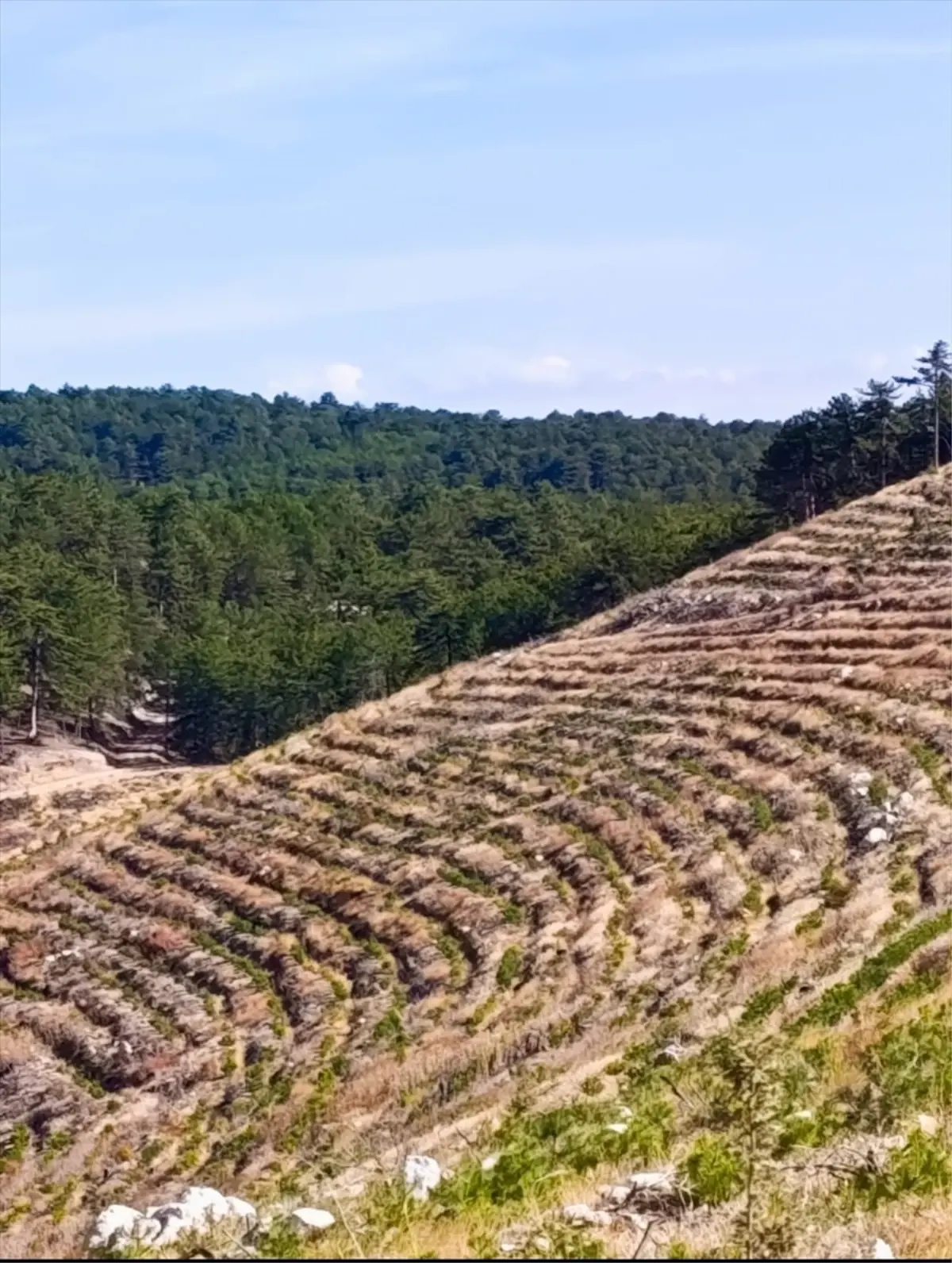 nallihanda yangin sonrasi 2 milyon fidan dikildi U7wTtbzq