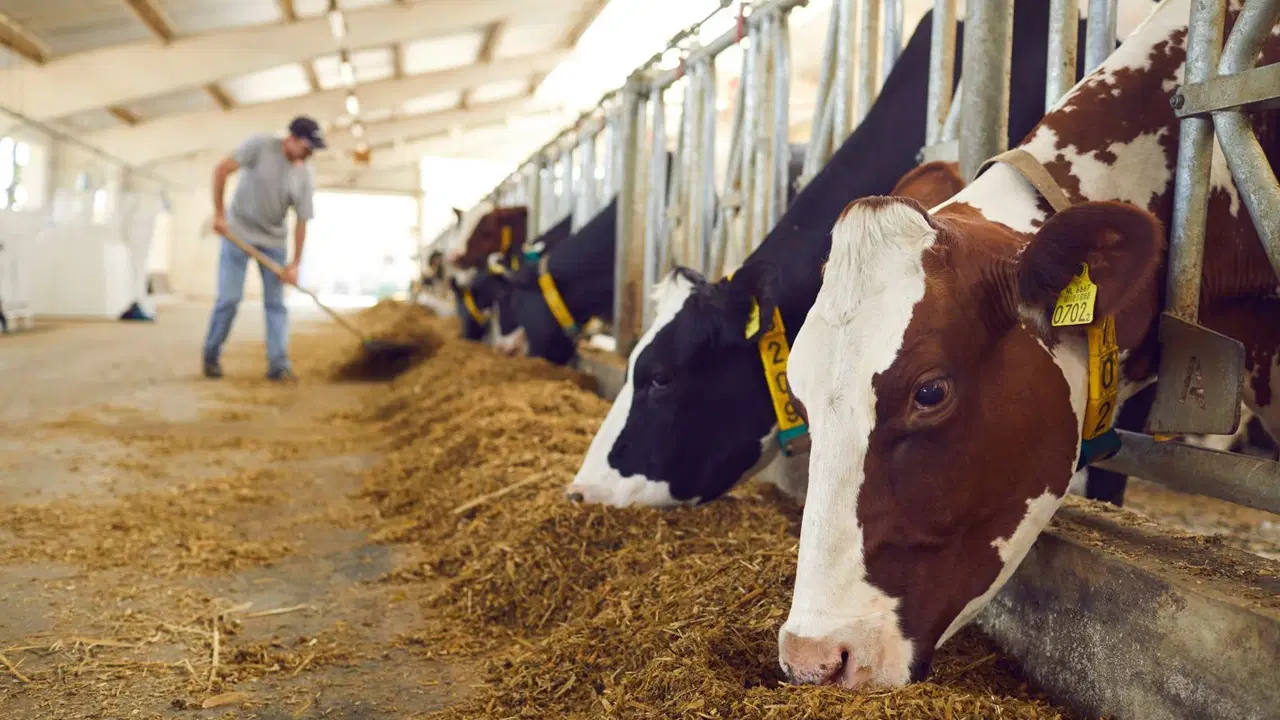 sasirtan cimer sikayeti mahallemde hayvancilik yapilmasin AVbFeJdN.jpg