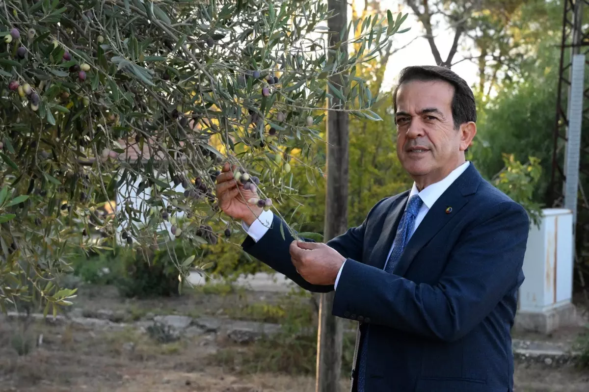 zeytinparkta asirlik zeytin agaclarindan 70 kilogram zeytin bekleniyor O23655c4