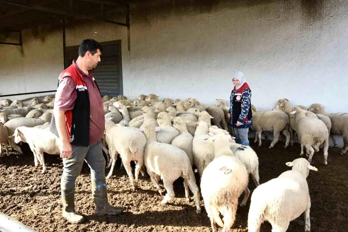 aliagada damizlik koyun uretim merkezi projesi tamamlandi WYZtKd1I.jpg