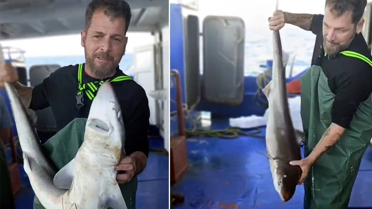 Balıkçı, ağına takılan camgöz köpek balığını yeniden suya bıraktı