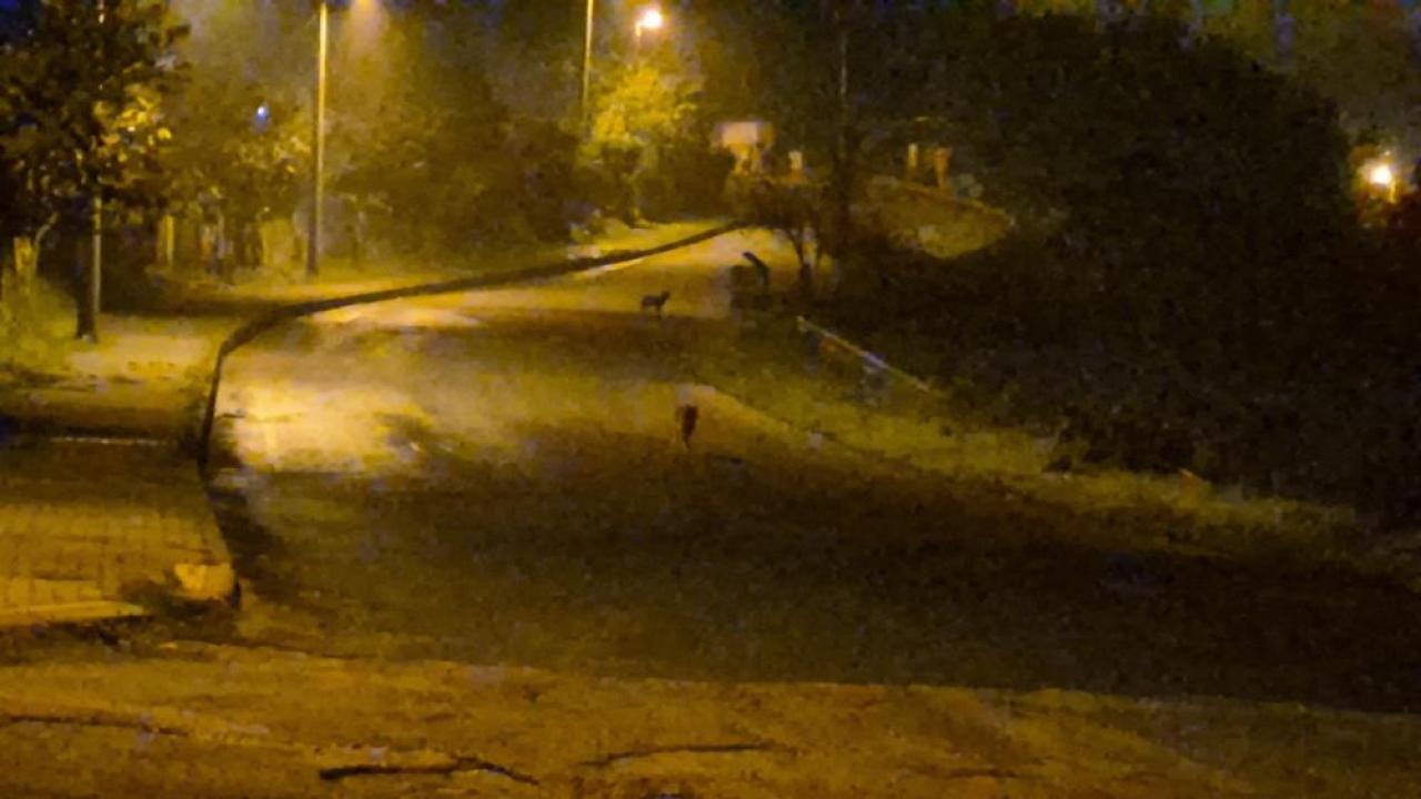 cakallar sehir merkezini mesken tuttu KUfeJX3x.jpg