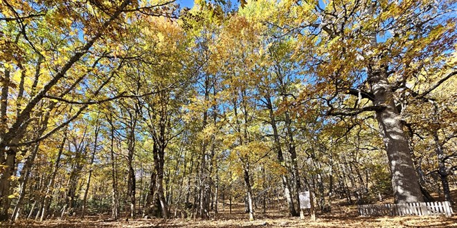 dunyadaki tek orman izinsiz girisin cezasi 557 bin 212 tl 8FeFutT8.jpg