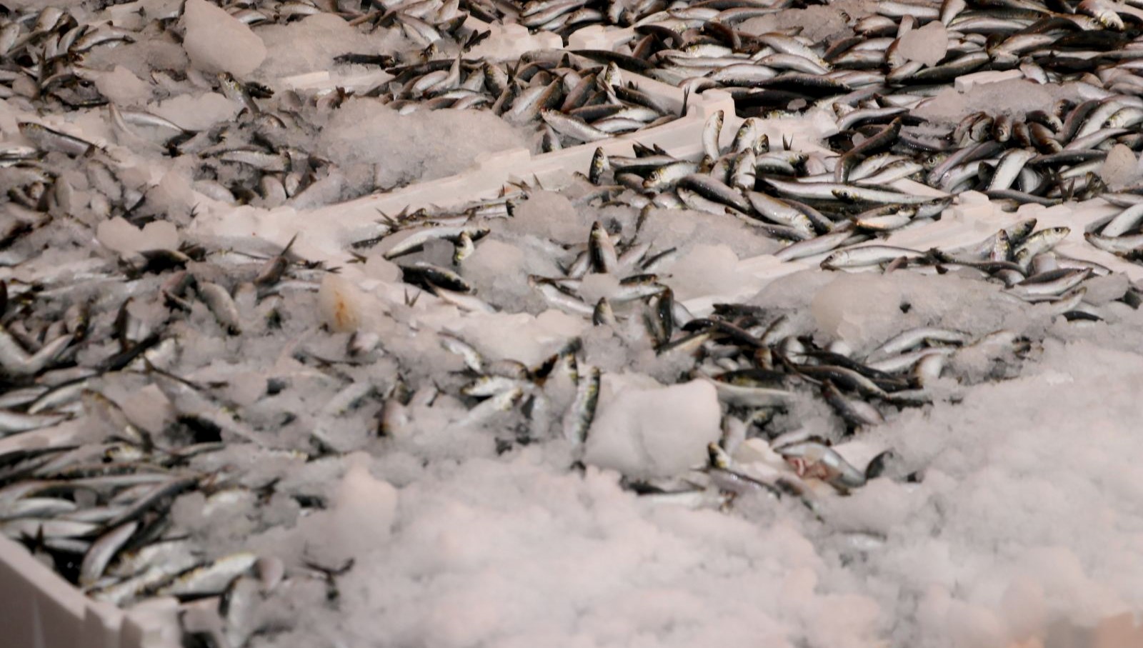 hamsi ve sardalya bollugu balikcilarin yuzunu guldurdu nR8xNRfe.jpg