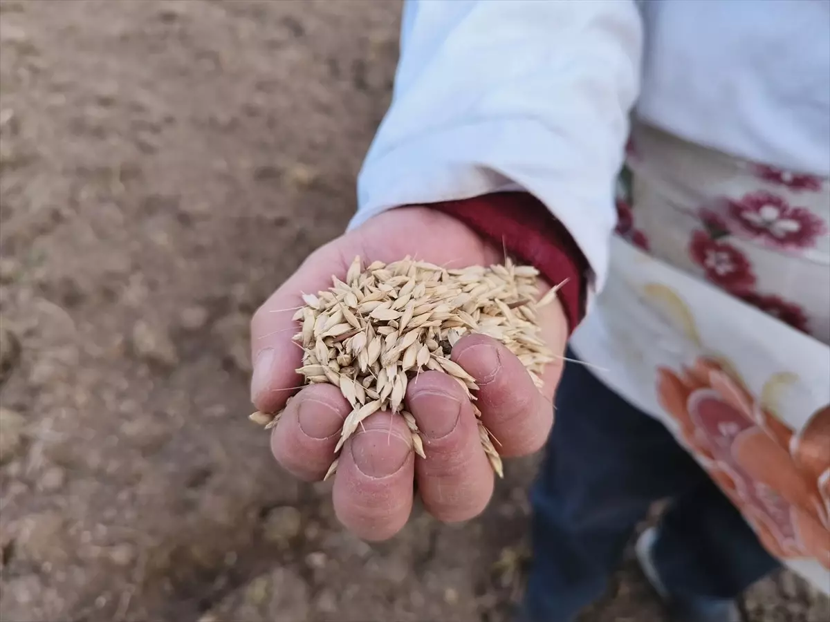 Kastamonu’da Siyez Buğdayı Ekimi Başladı