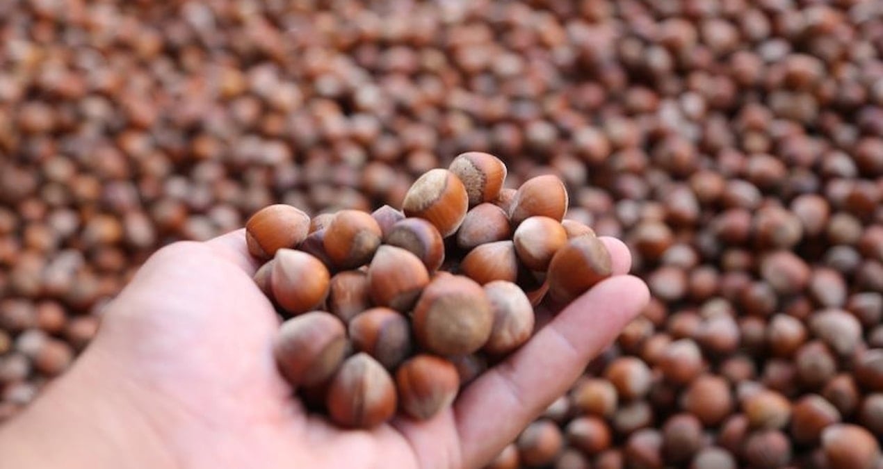 turkiye findik ihracatindan 10 ayda 18 milyar dolarlik gelir bCCDCe6J.jpg