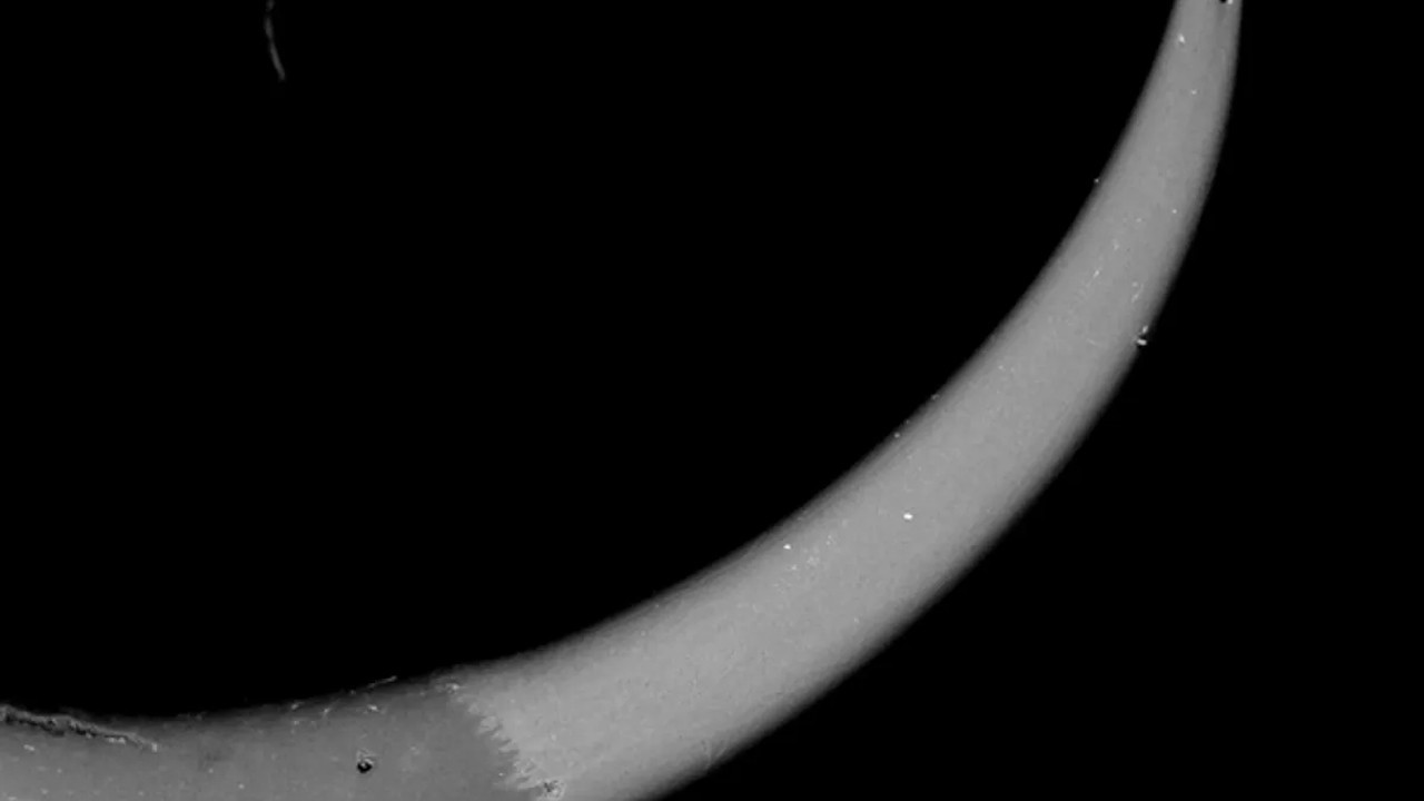 Akreplerin Milyonlarca Yıllık Metal Kullanımı ve Evrimsel Stratejileri