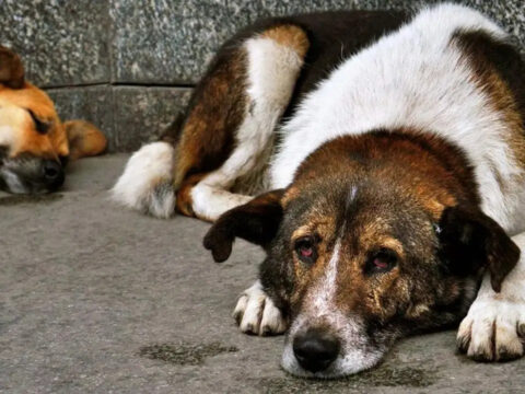 Ankara’da NATO Zirvesi İçin Sahipsiz Köpeklerin Toplanması İstendi