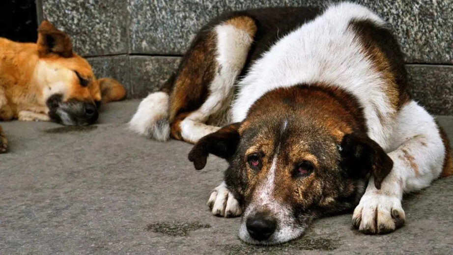 Ankara’da NATO Zirvesi İçin Sahipsiz Köpeklerin Toplanması İstendi